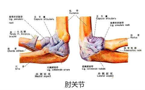 肘关节