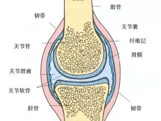膝关节滑膜炎