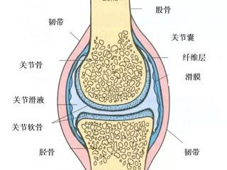 膝关节滑膜炎