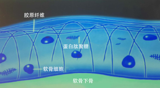 关节软骨生化构成