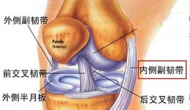 膝关节韧带构造
