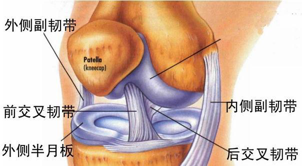 膝关节韧带