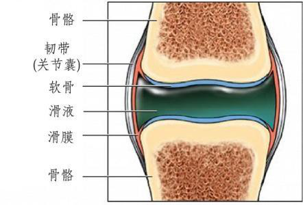 膝关节构造图