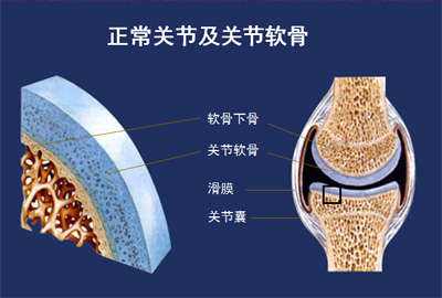 正常关节软骨