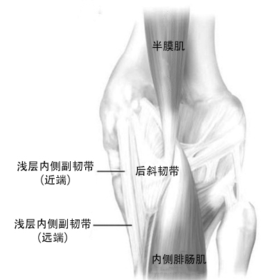 膝关节韧带图片