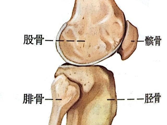 腿友之家：髌骨在哪里？什么是髌股关节？