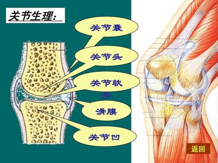 滑膜关节炎