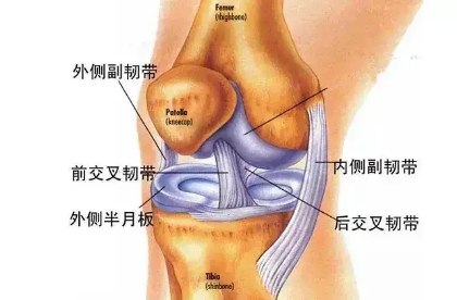 膝关节韧带