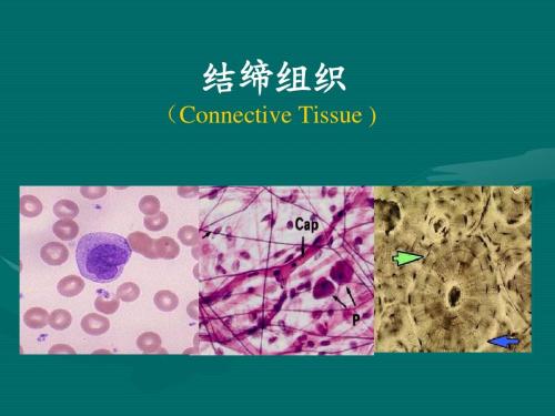 结缔组织