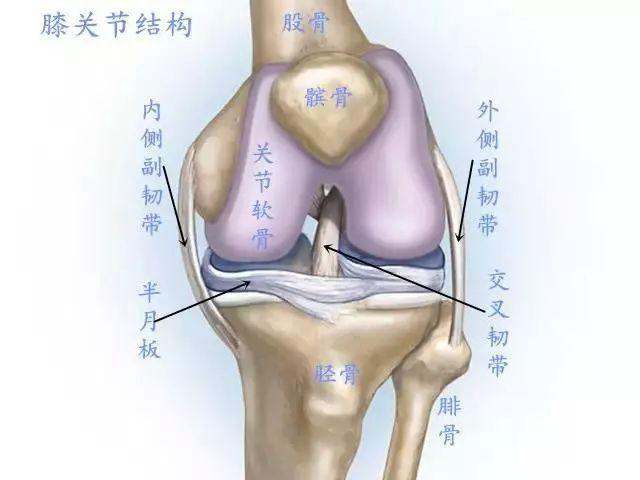 膝关节半月板损伤