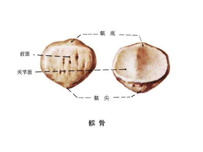 髌骨软化症不及时治疗会有哪些后果？