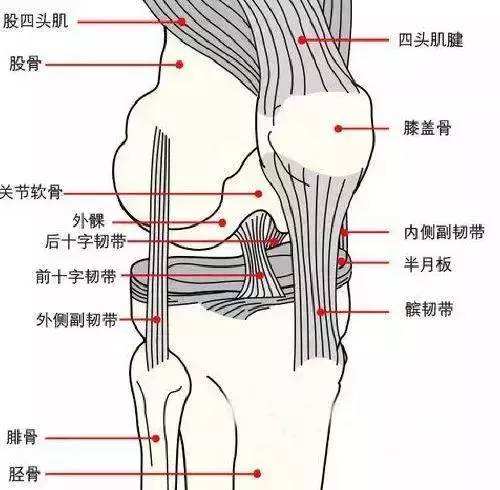 膝关节构造图韧带图