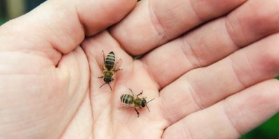 蜂毒注射液